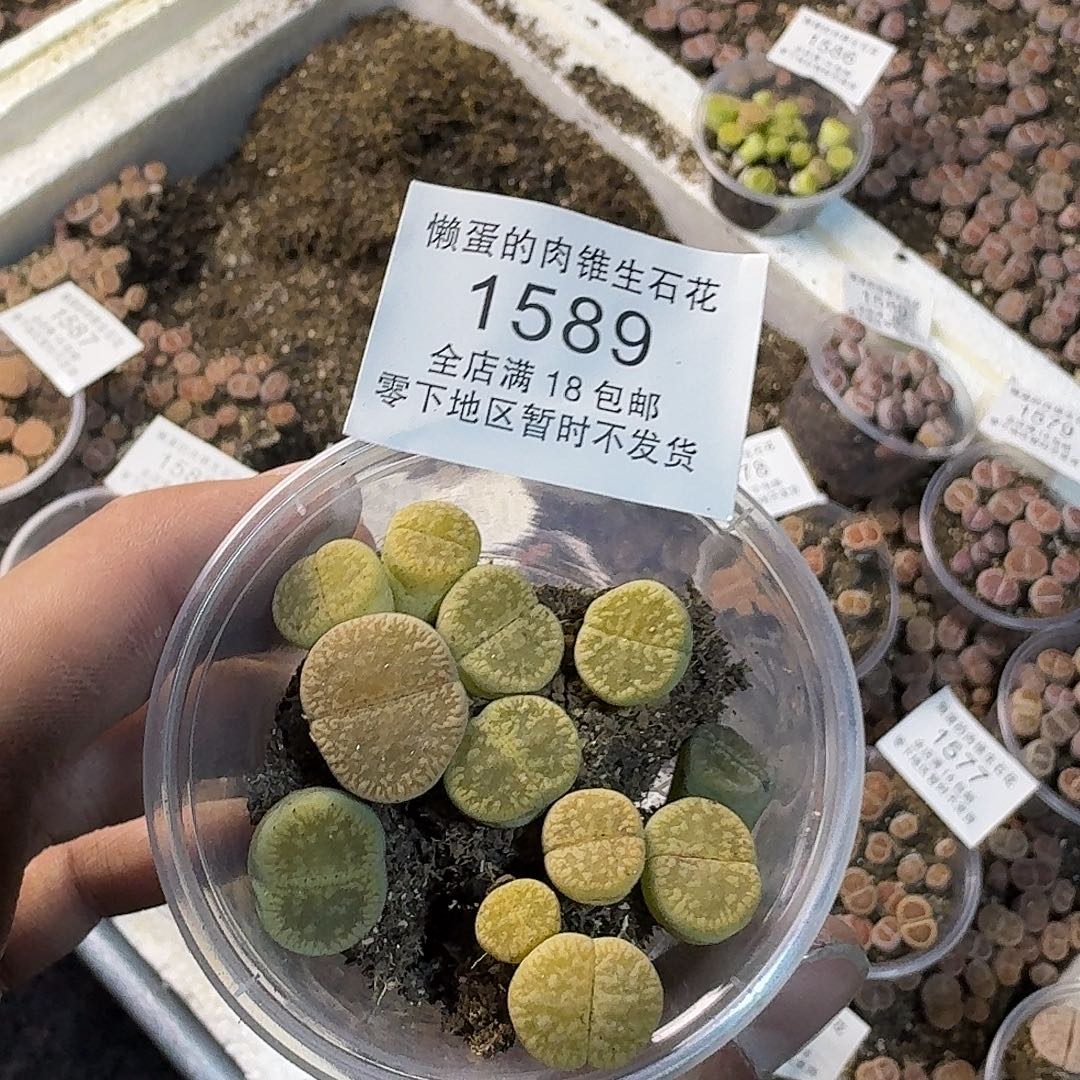 1589 哈哈哈哈哈哈哈哈哈哈