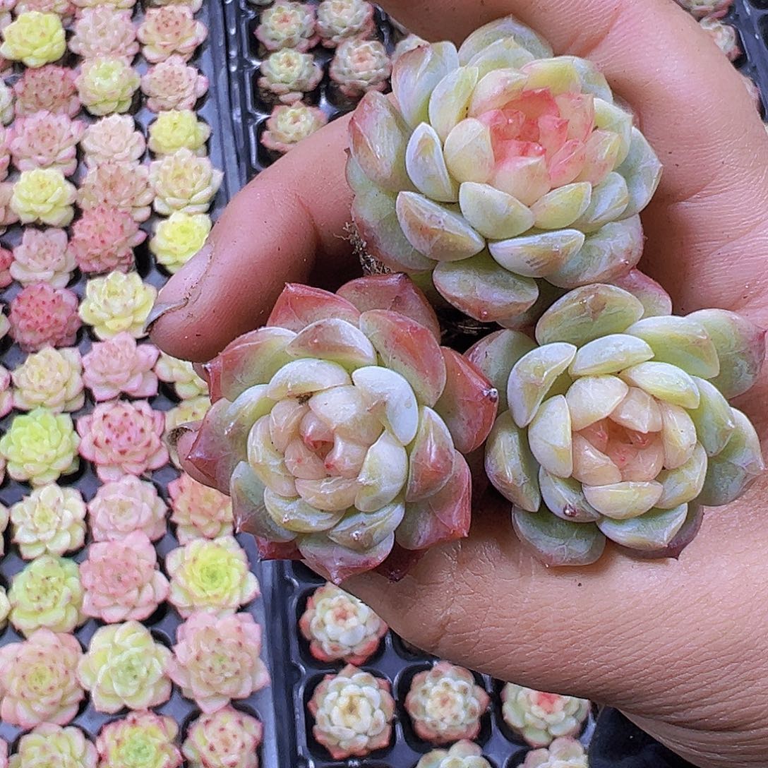 304珍妮6个19包邮