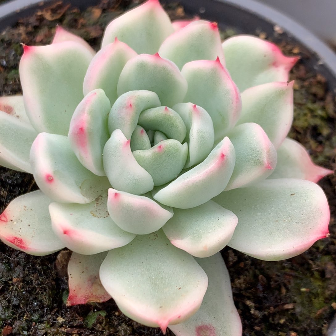 黑玫瑰j j j j j j