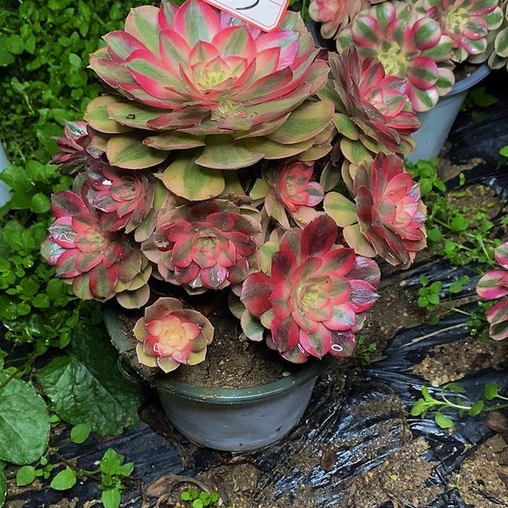 荔枝老桩捧花813号