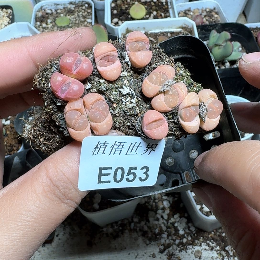 053号多肉植物哇fv