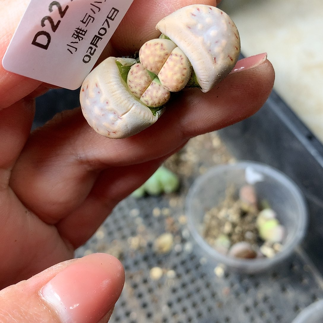 D227多肉植物保护研究所