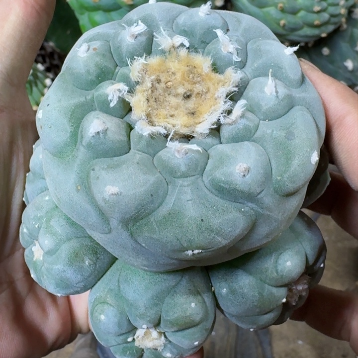 福利苗接白肌群379