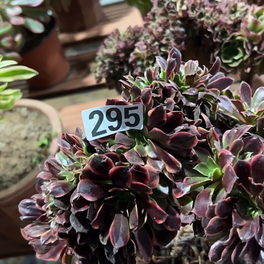 往***@多肉植物一个欧嘉莉295