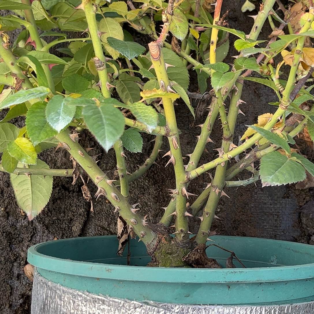 无花朵奥古斯塔路易斯，1.8加仑土球发货