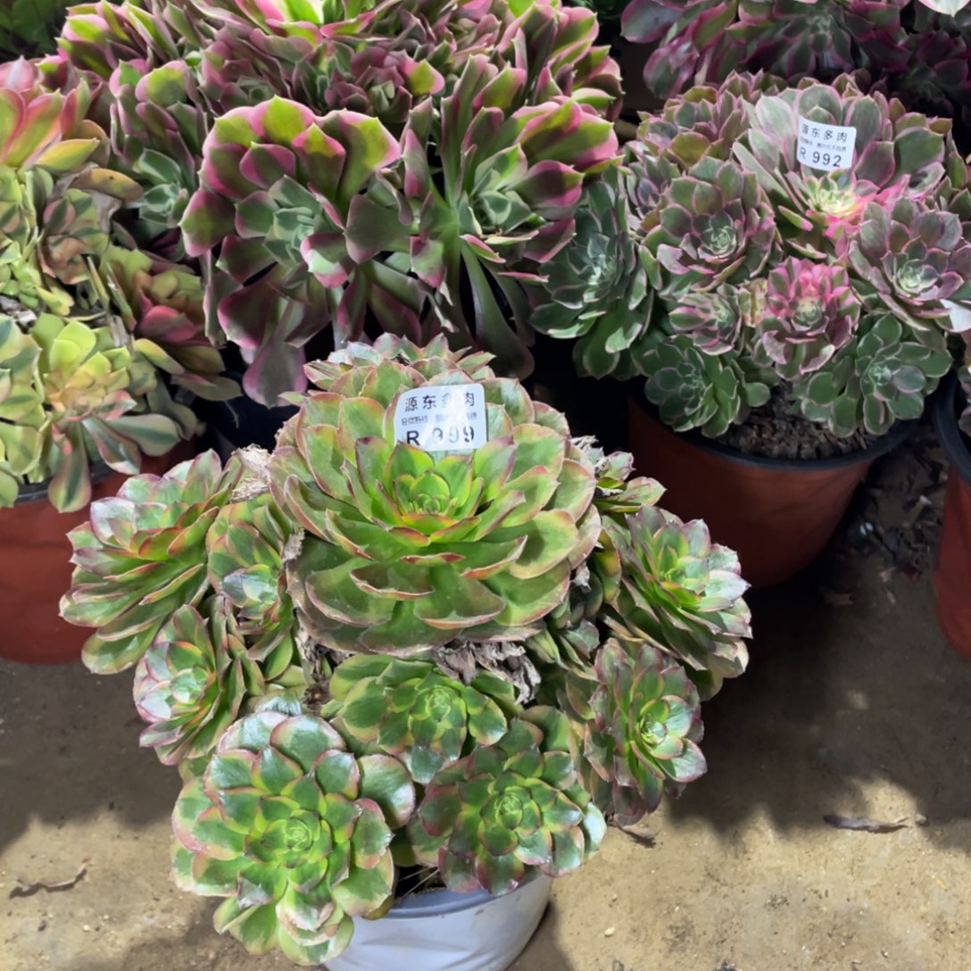 999火狐多肉法师断枝不包