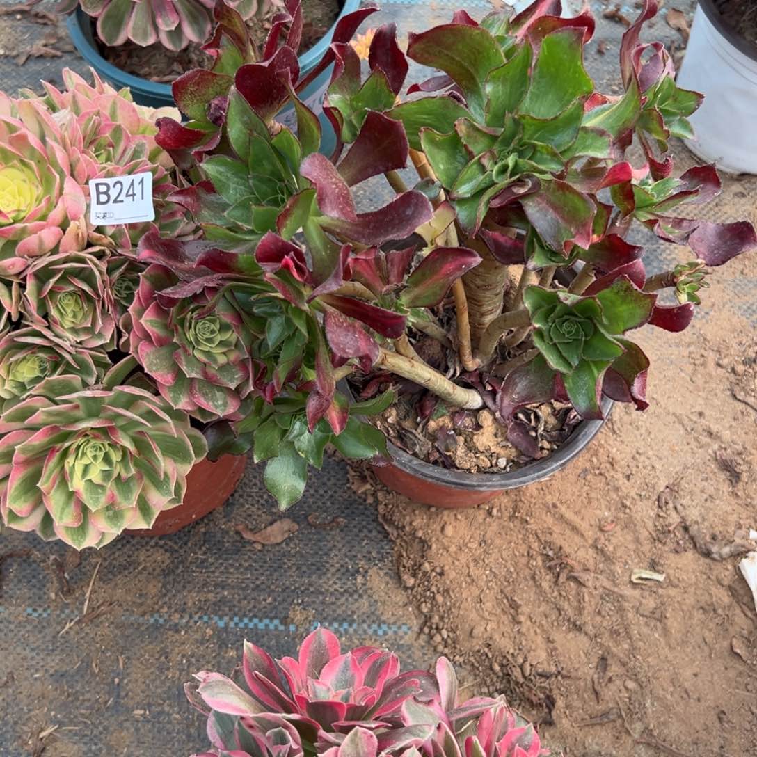 开****241两颗组合多肉植物法师多肉