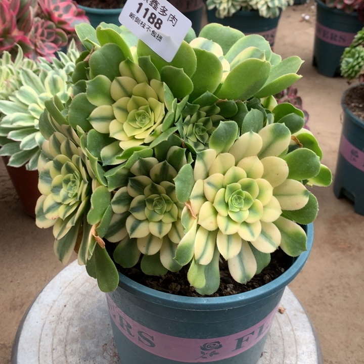 1188辛尼亚多肉植物