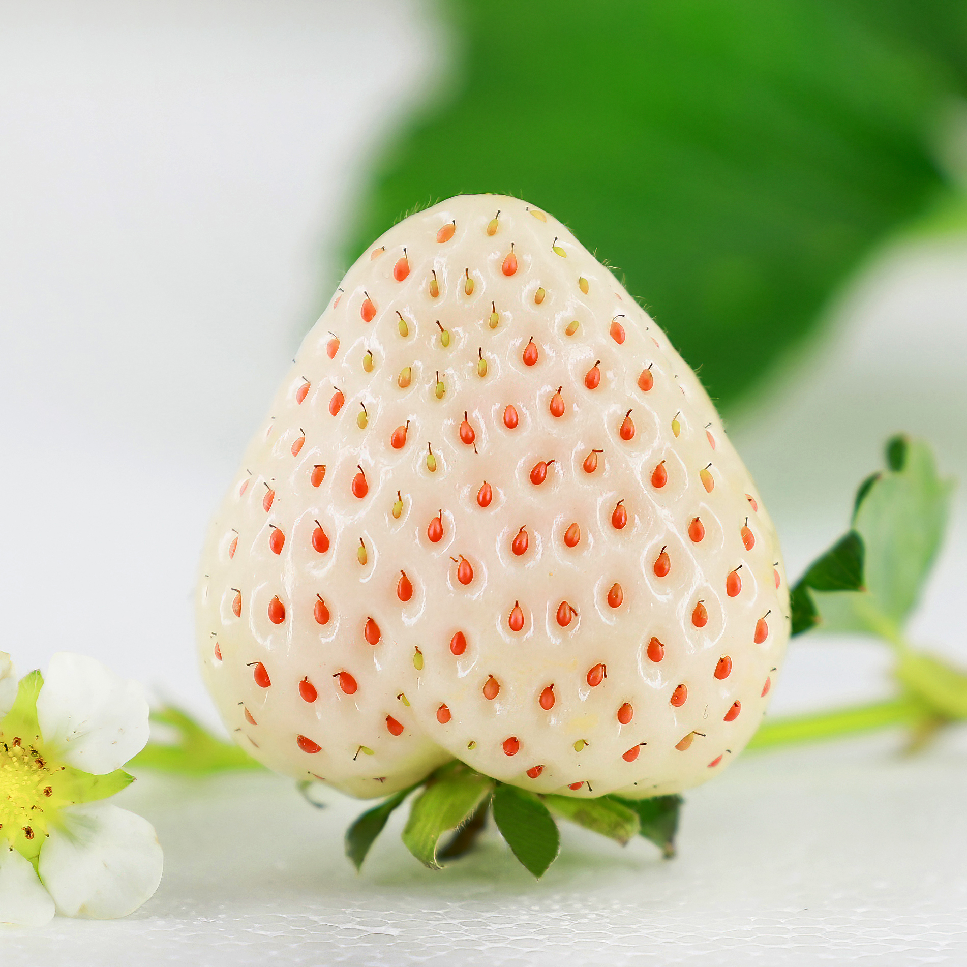 【京东上门次日达】淡雪天使白草莓新鲜现摘草莓现发纯天然无公害300g-1500g江苏南通白草莓中国大陆
