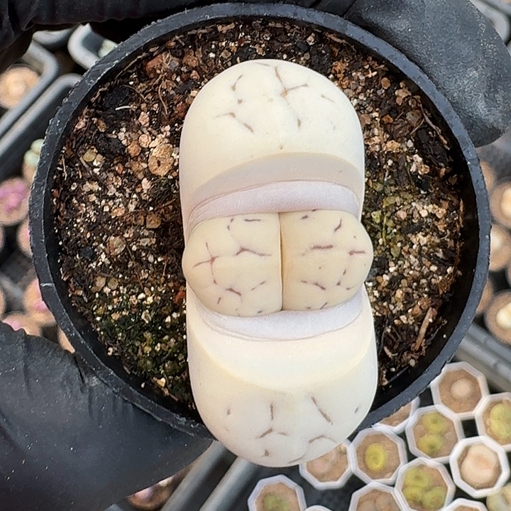 生石花1111。   122