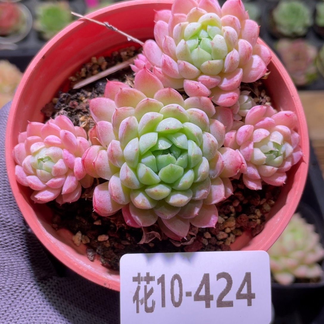 花利美10-424羊脂球