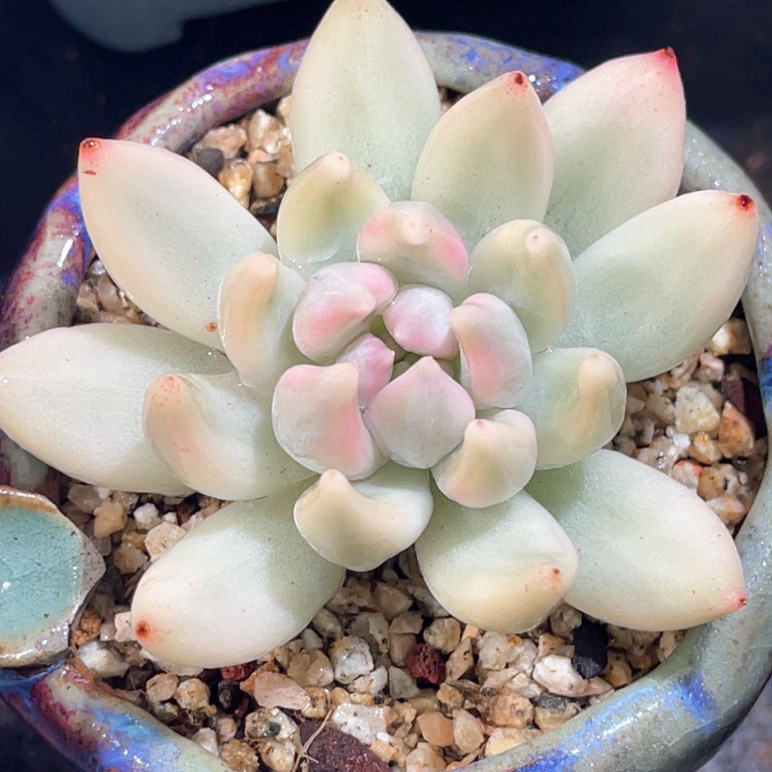 多肉特价所罗门巨人锦头盖