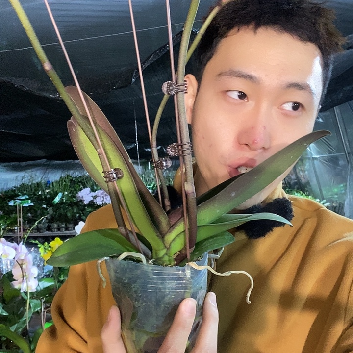 无花朵团圆蝴蝶兰