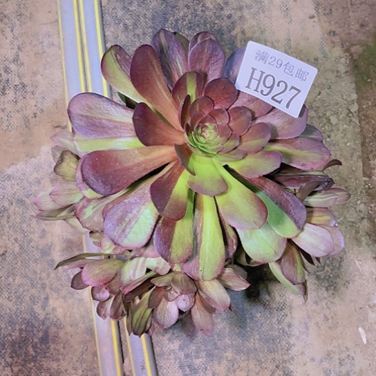 927花月夜多肉植物