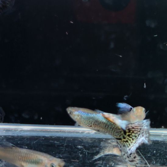 梵***行孔雀鱼银蛇三对8888