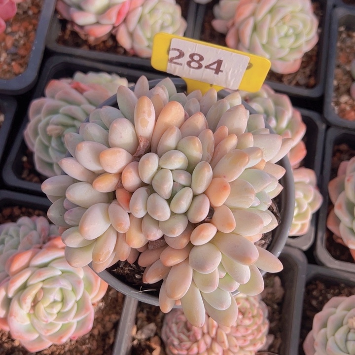 健健康康平平安安