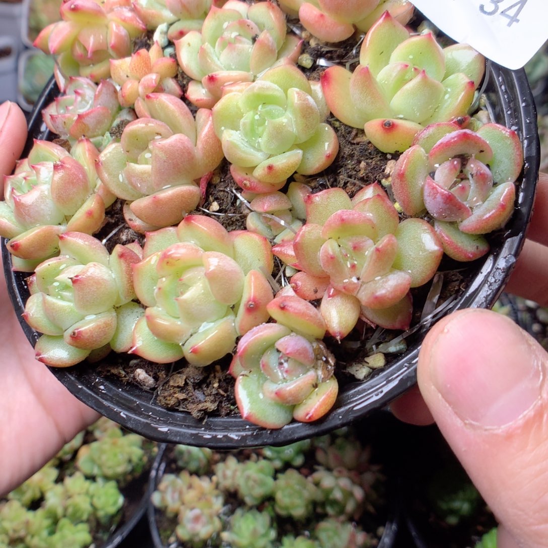 无花朵W34玉骨珍妮yyyy