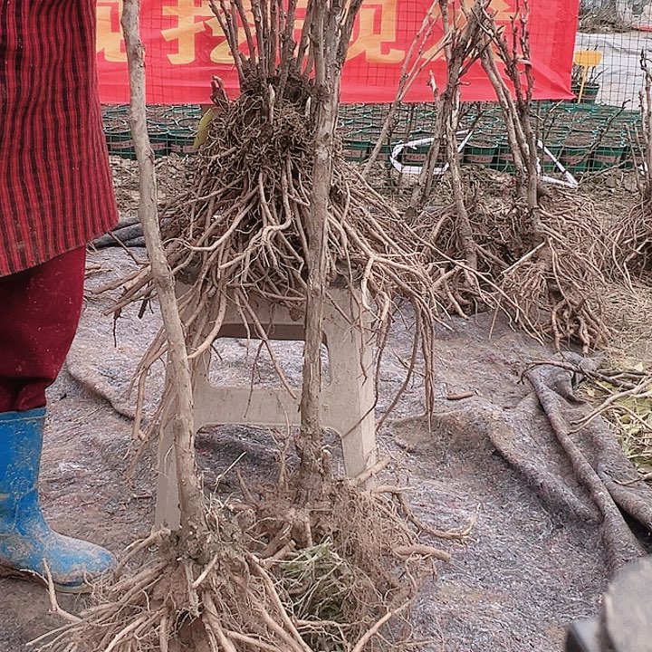 当前无花栽培后可以开花黑夫人