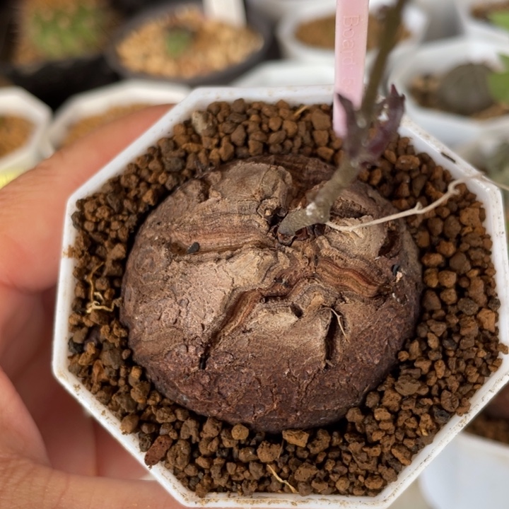 南非龟甲龙一棵0269