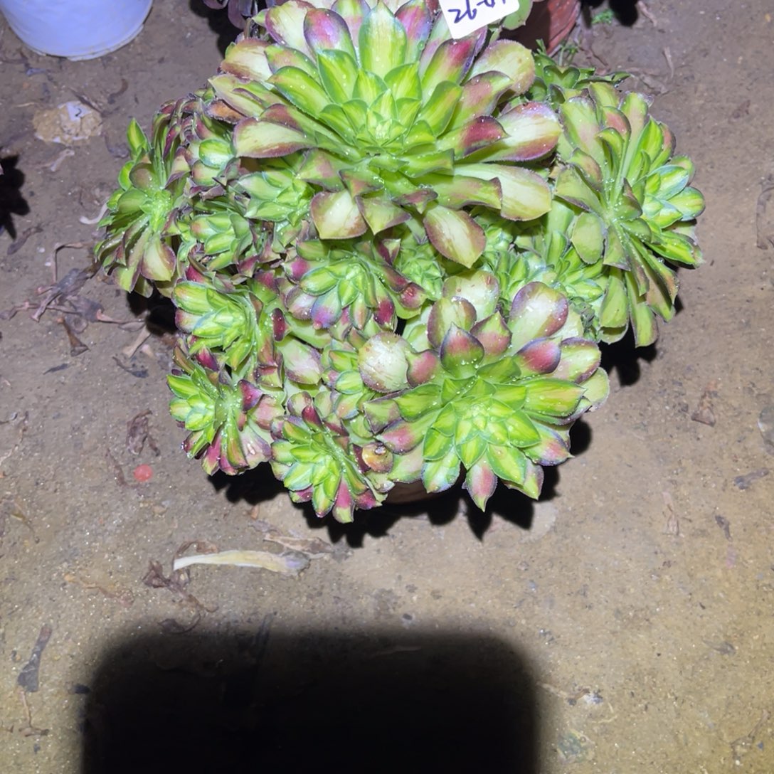 12-26-47韶华法师锦