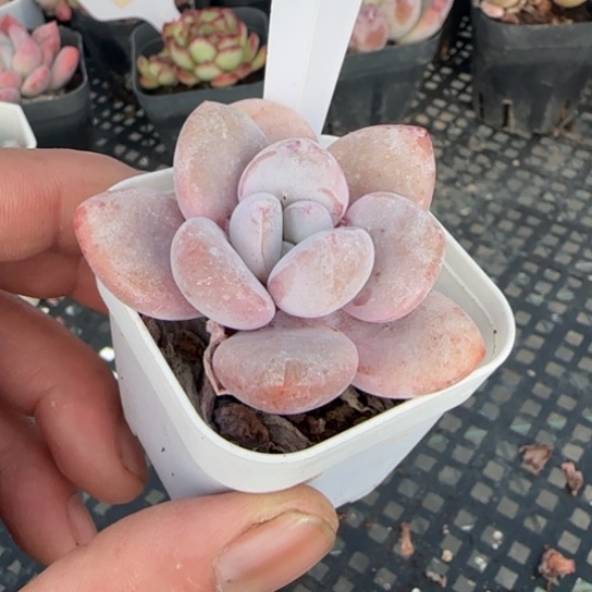 26粉兔一物一拍多肉