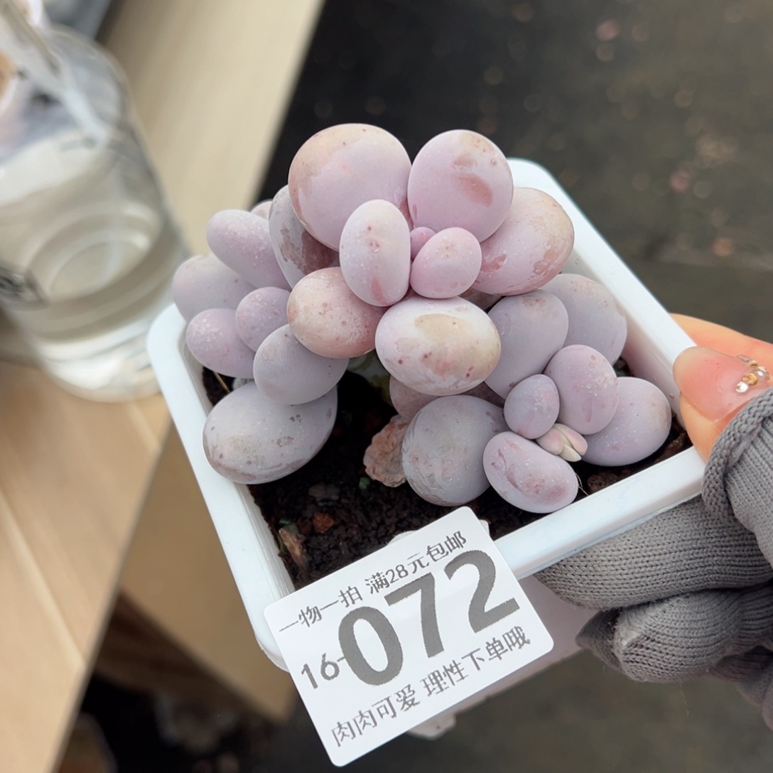 奶酪多肉多肉多肉多肉