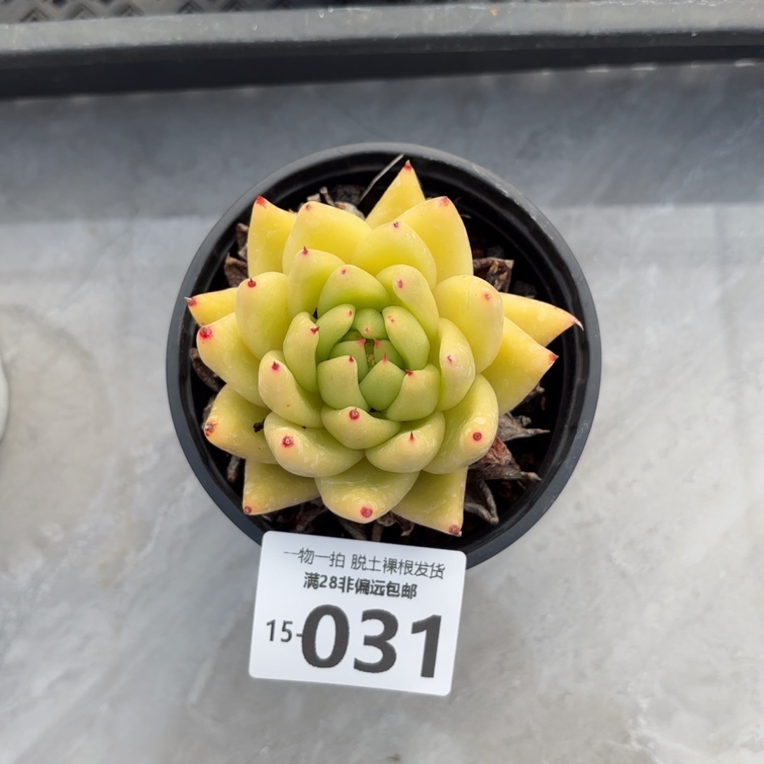 黄金玛利亚多肉多肉