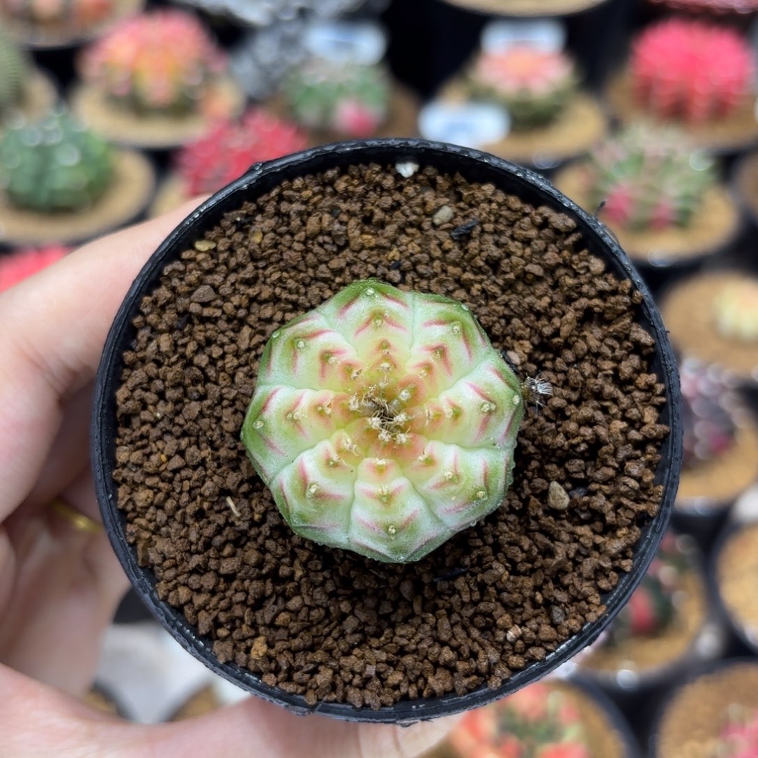 3.5cm泰系实生粉V白轮回