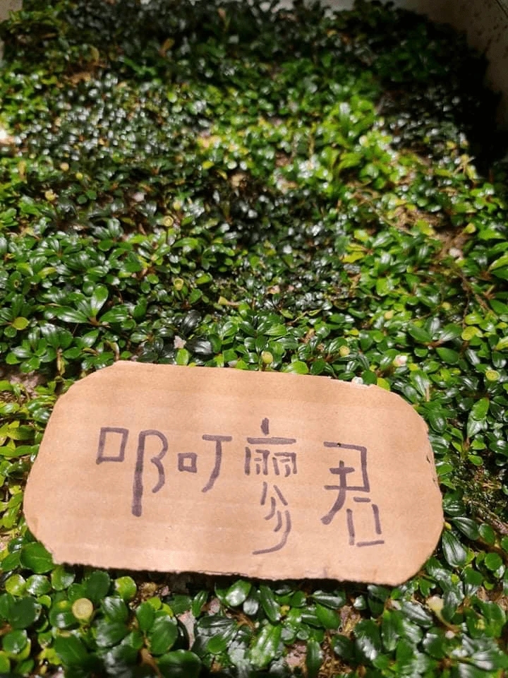 辣椒榕一物一拍51-75