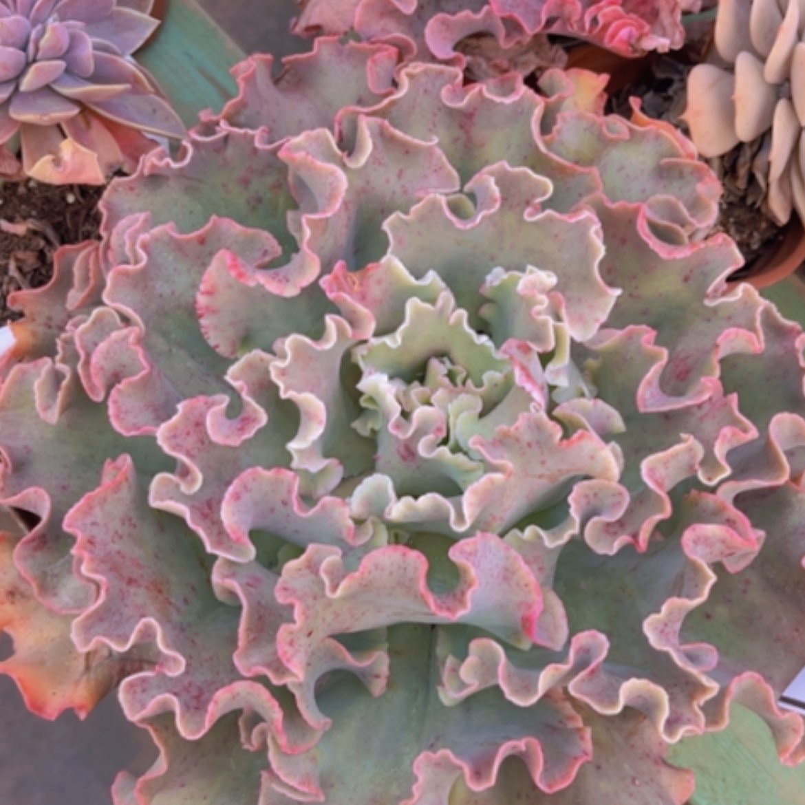 【闪购商品】高砂13259