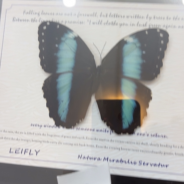 R***L蝴蝶标本定制32号