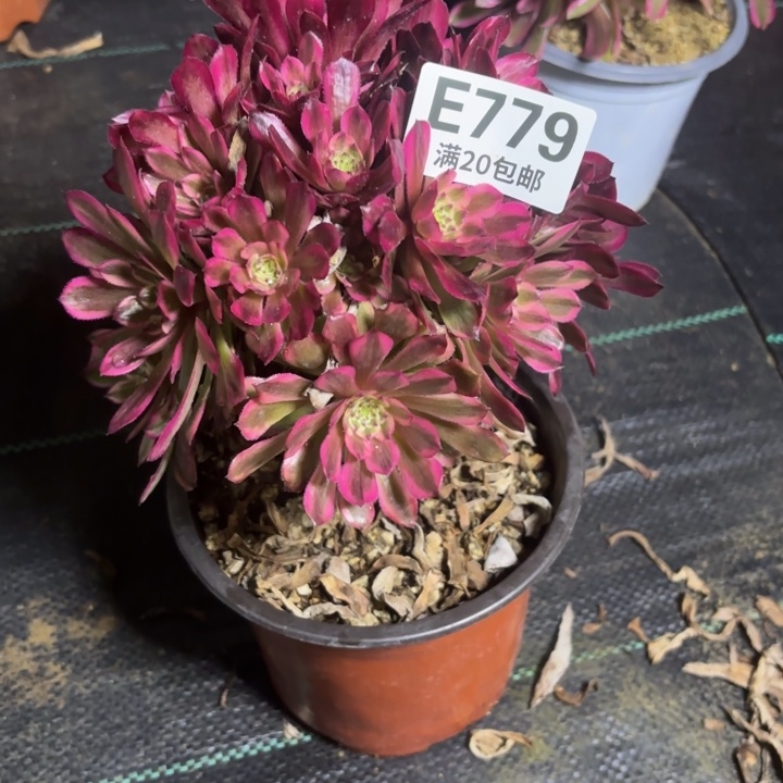 瑞妈一物一拍779