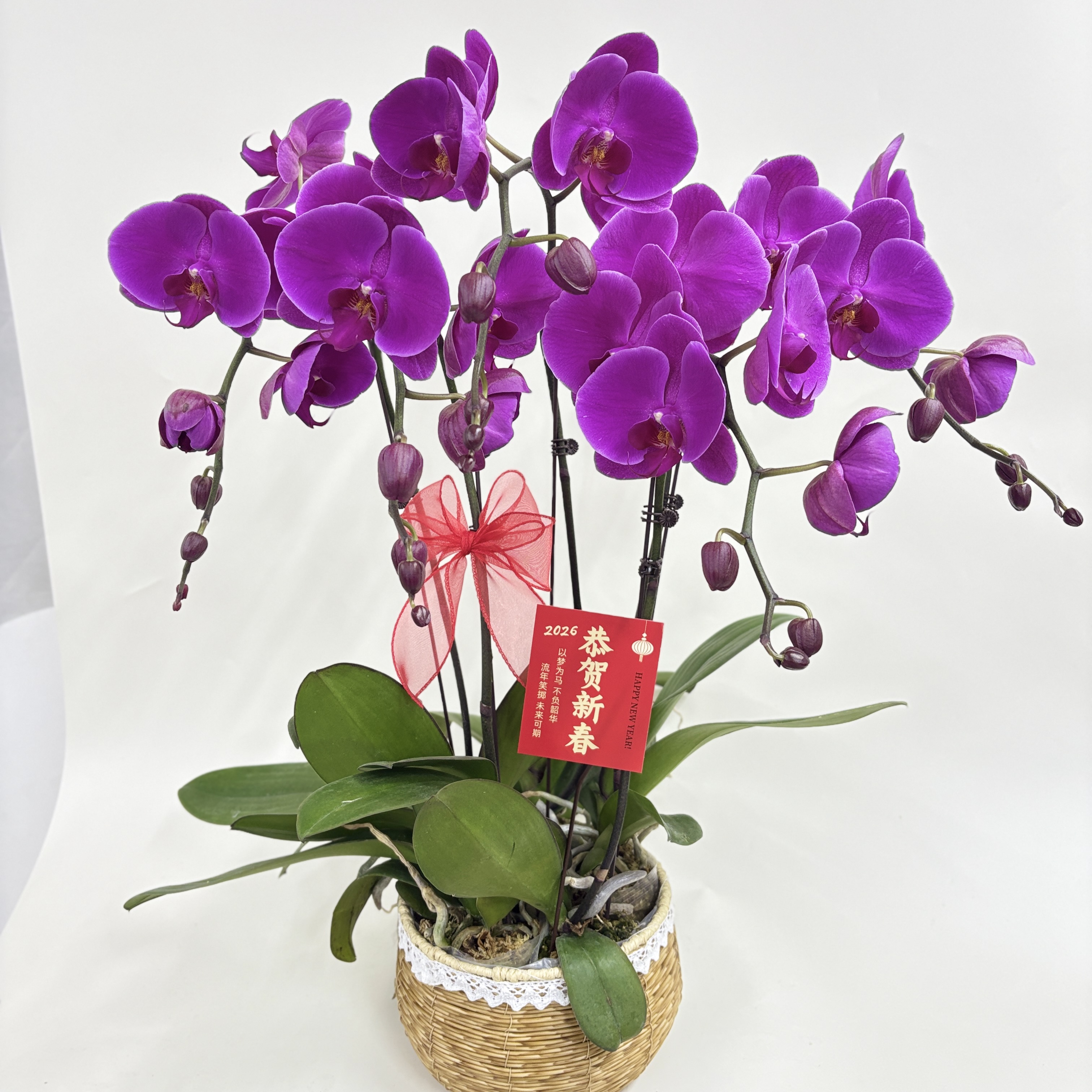 蝴蝶兰（大辣椒）鲜花盆栽室内观赏花花佛山基地