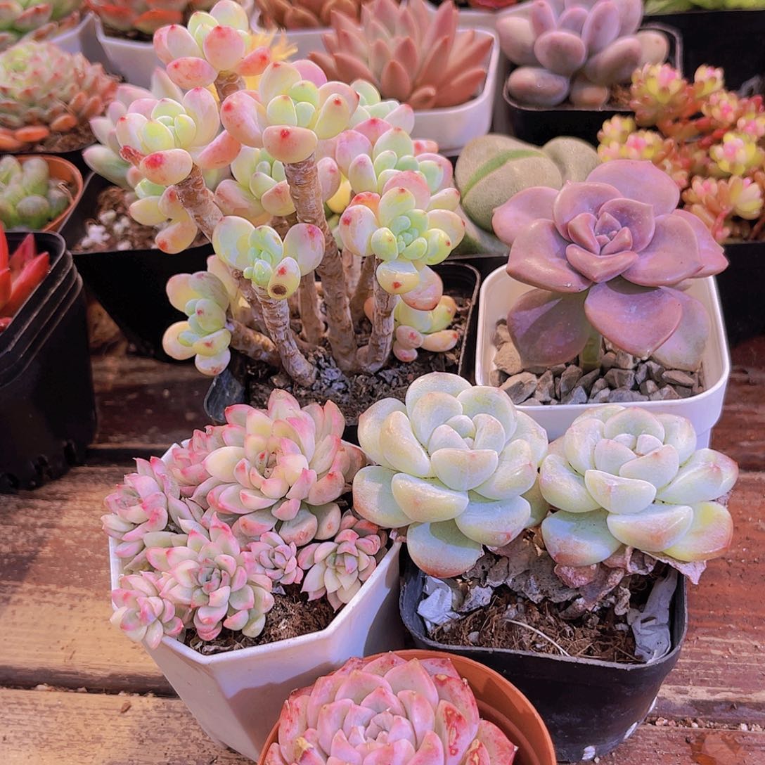 如图5盆111111111111111