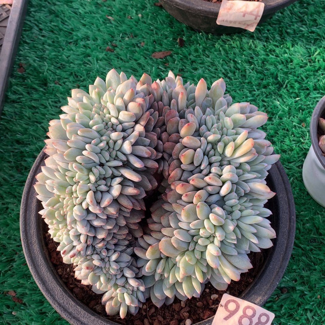 988星影缀多肉植物