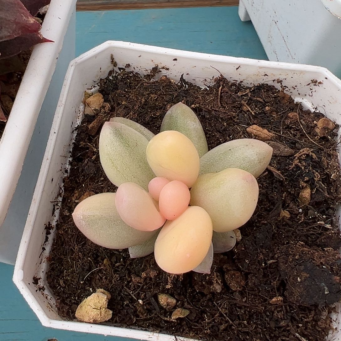 奶酪锦，多肉植物