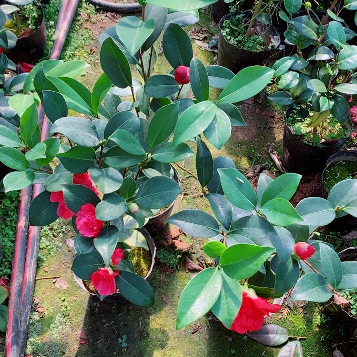 完全开放三棵四季