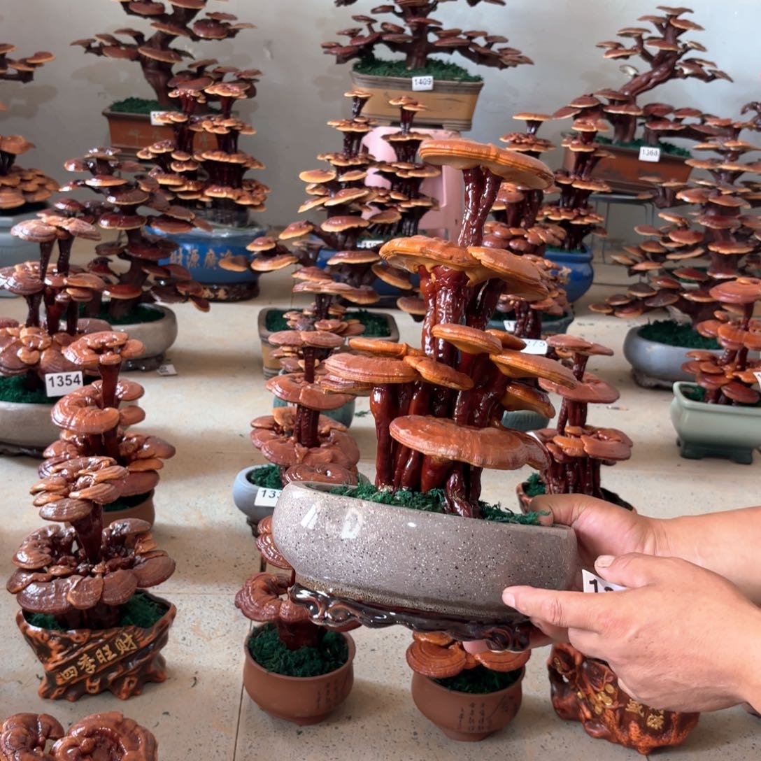 无花朵灵芝是一种植物