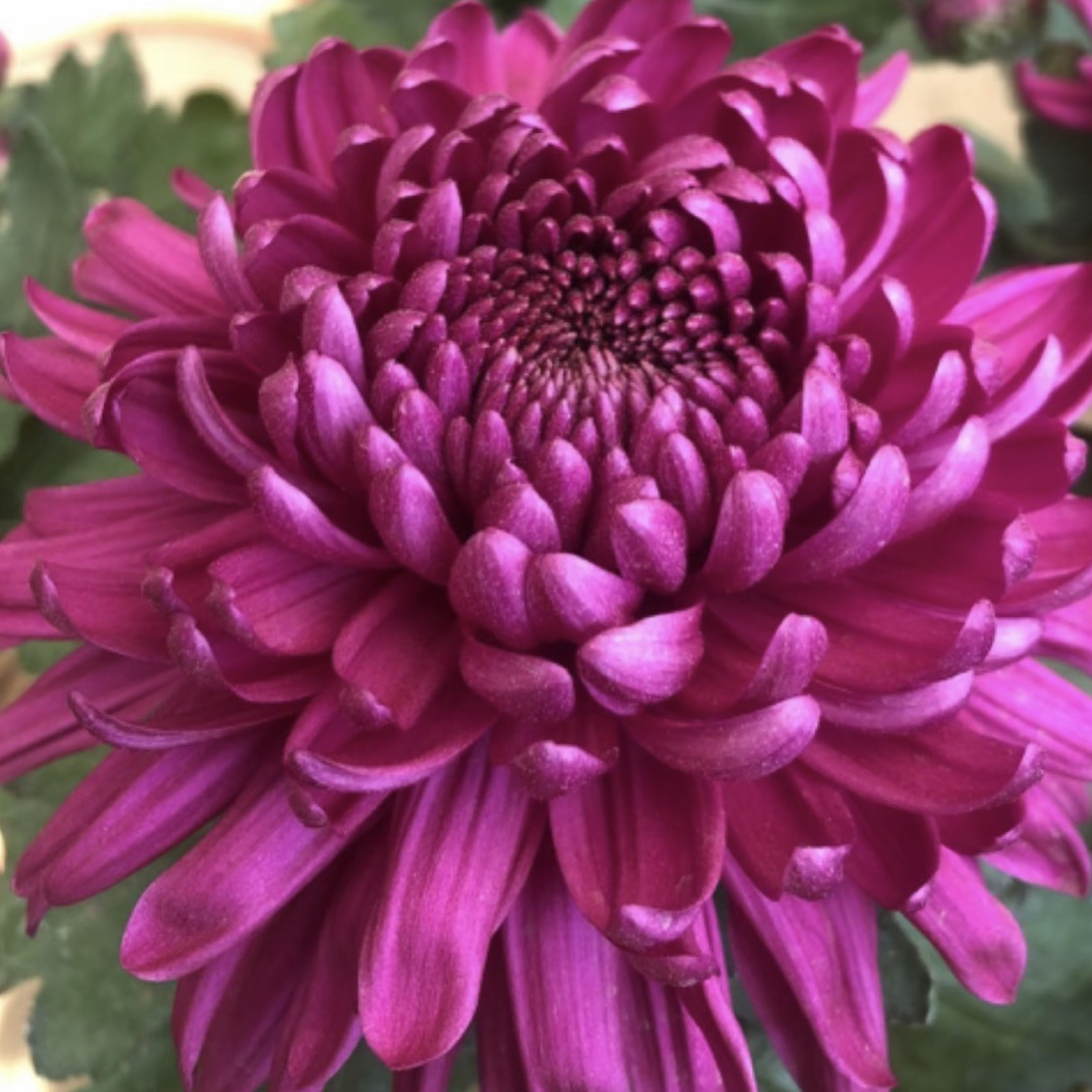 【紫牡丹】九月菊花盆栽耐热耐寒植物好养带花苞