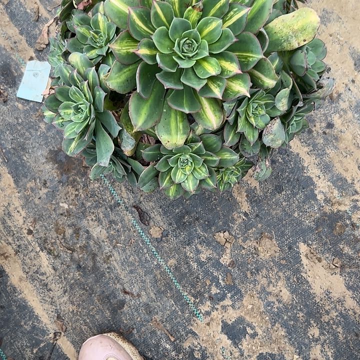 多肉法师植物链接193