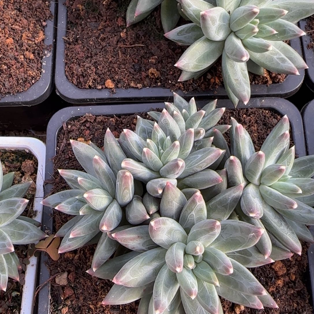 (***曦多植物的植物多肉植物