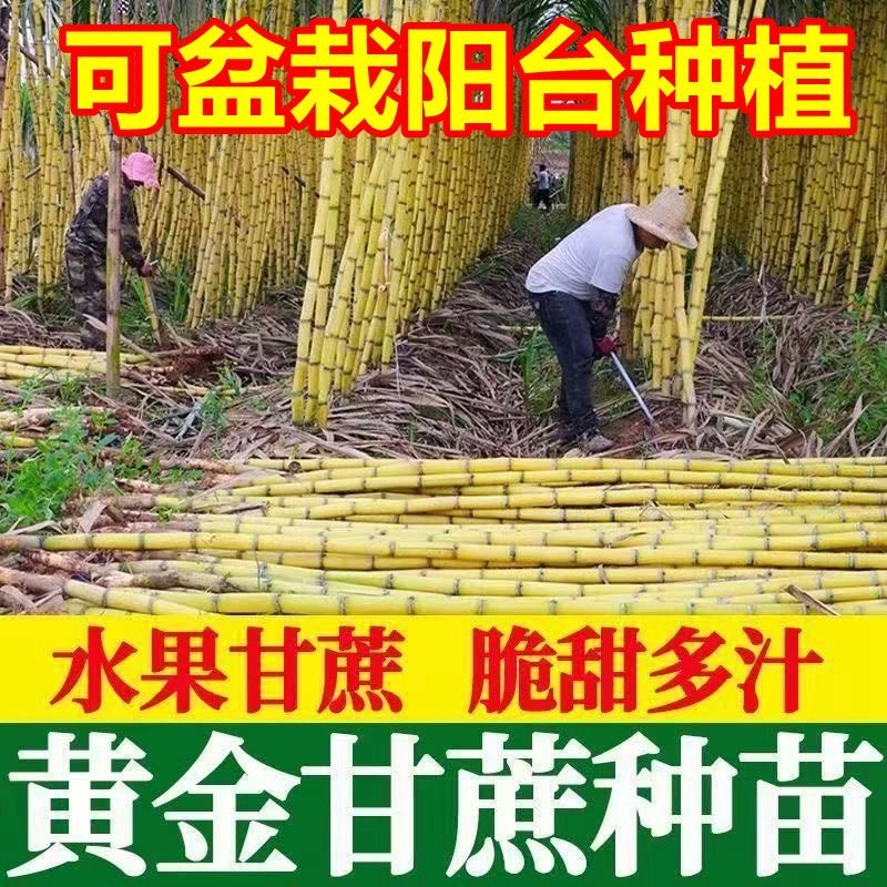 【直播间】广西黄金甜脆甘蔗种苗皮薄脆甜水果甘蔗种苗黄皮甘蔗种苗