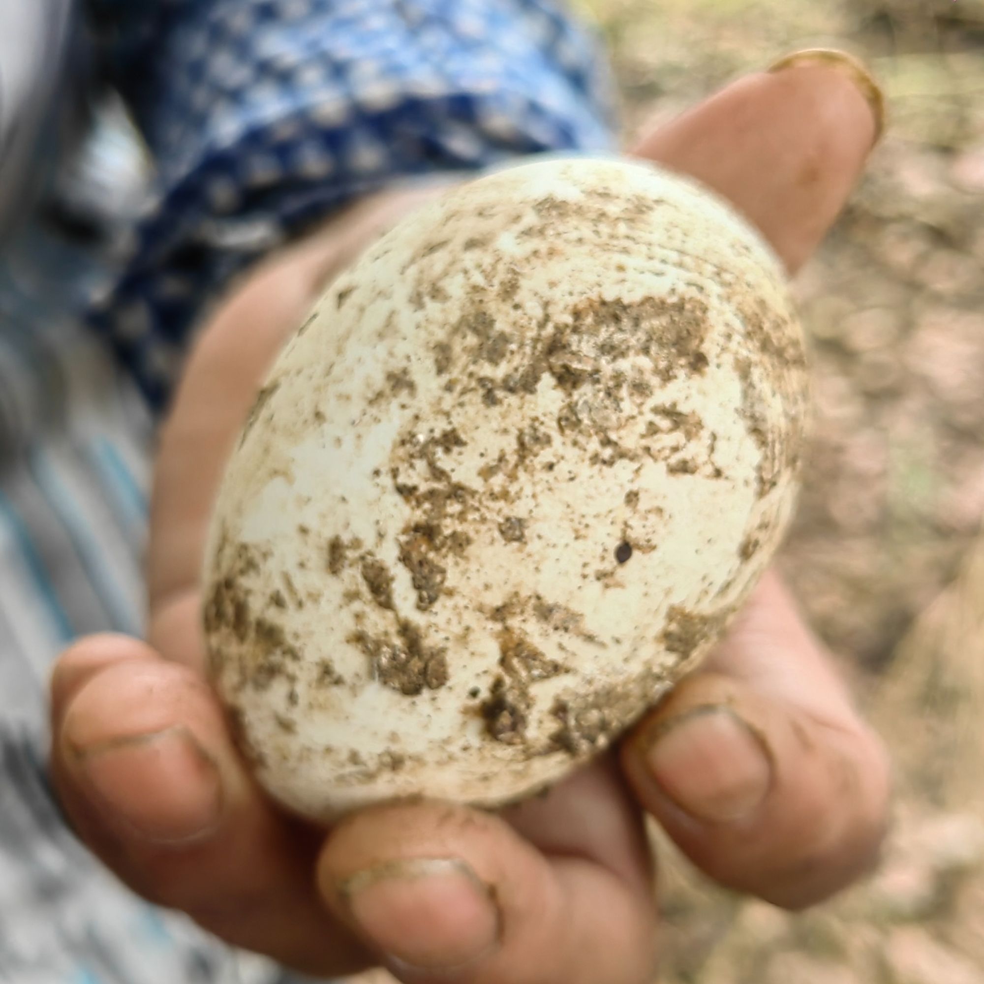 南京高淳花山村正宗农家散养土鸭蛋新鲜现捡