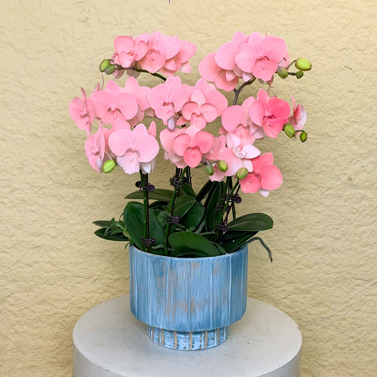 花店定制款【水蜜桃】欧洲鲜花蝴蝶兰 植物提取喷染上色 室内花卉