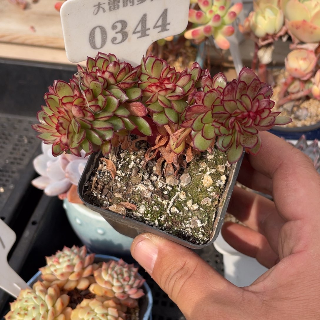 0344红花女王不带盆9厘米