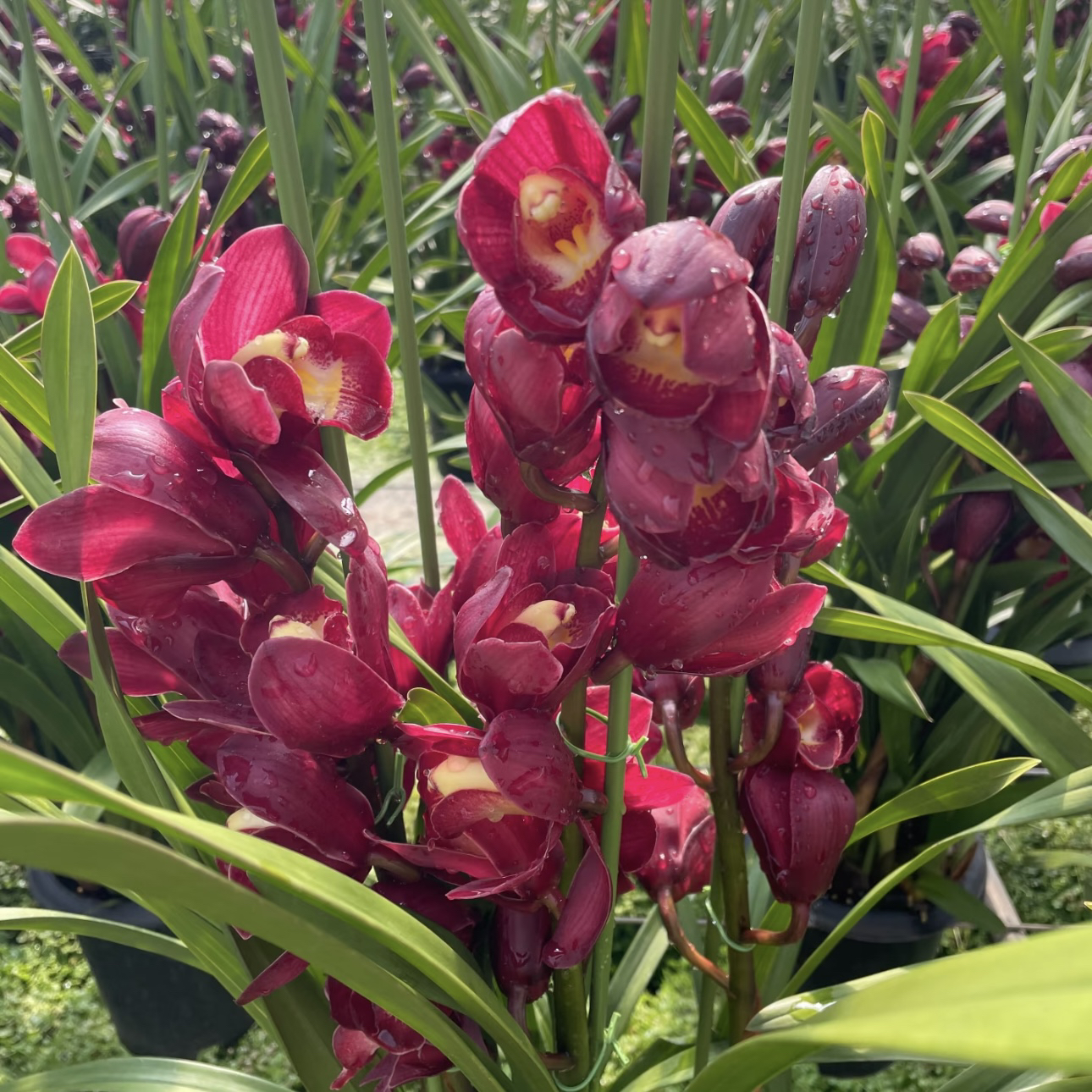 【福神】大花蕙兰（4支以上）清新淡雅年宵花办公室客厅室内花卉盆栽