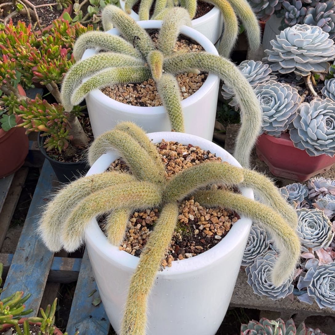 大部分开放少量花苞