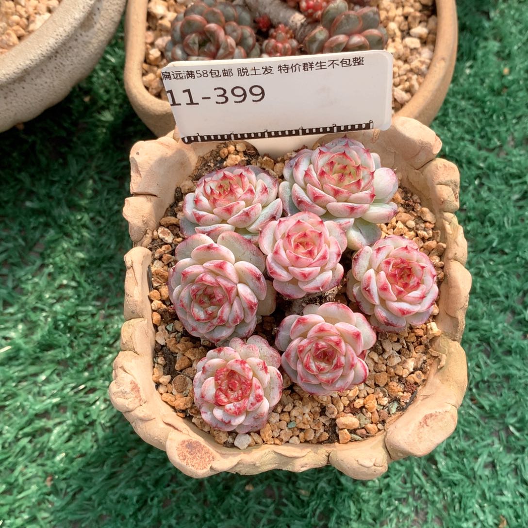 麦***喵天鹅绒老桩精品多肉