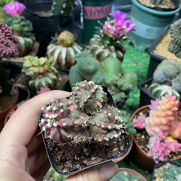 海王锦多头5公分带盆