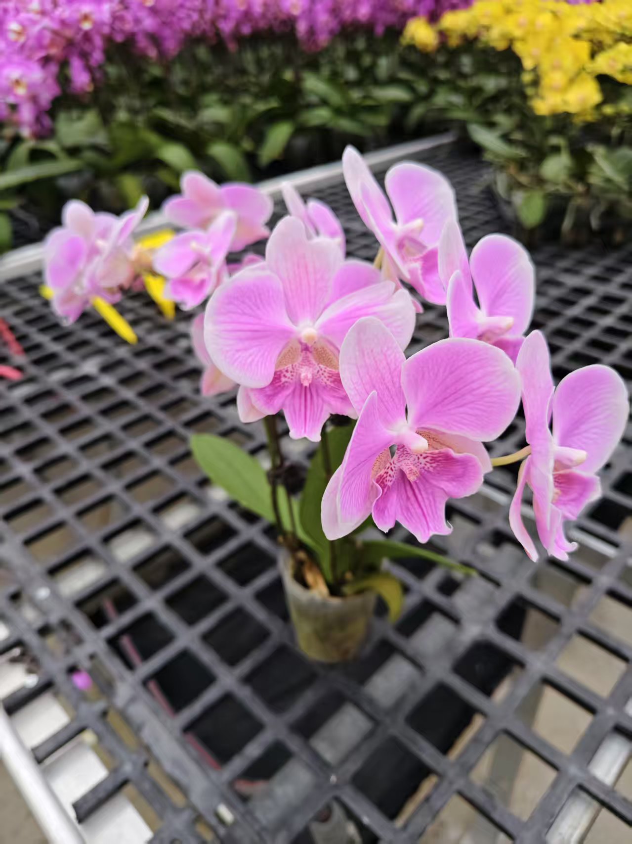 蝴蝶兰【白月光双】鲜花盆栽室内观赏花花佛山基地直发好养易活